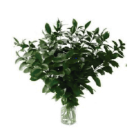 Ruscus Greener Flowers